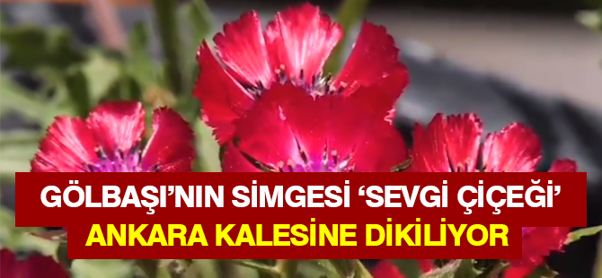 Ankara Kalesi'nde 'Sevgi Çiçeği'