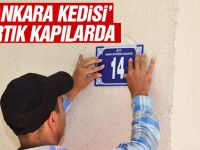 'Ankara Kedisi' logolu numaralar asılıyor