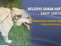 Gölbaşı Belediyesi sokak hayvanlarına sahip çıkıyor
