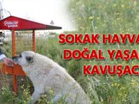 Gölbaşı'nın köpekleri yuvalarına ve doğal alanlarına kavuşacak