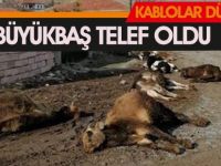 Gölbek Mahallesi'nde hayvanlar telef oldu