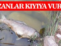 Mogan Gölü’nde sazanlar kıyıya vurdu
