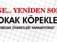 Vatandaş başıboş köpeklerden yine şikayetçi