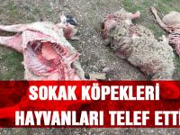 Sokak köpekleri 9 koyunu telef etti