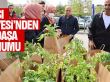 Gölbaşı Belediyesi'nden vatandaşa ata tohumu fidesi