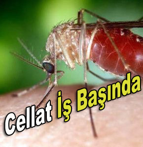 Cellat İş Başında