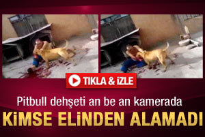 Pitbull dehşeti an be an kamerada