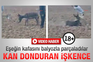 Eşeğin kafasını balyozla parçaladılar