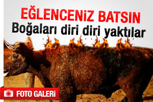 boğaları diri diri yaktılar