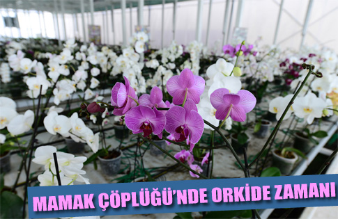 MAMAK ÇÖPLÜĞÜ’NDE ORKİDE ZAMANI