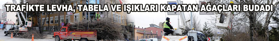 TRAFİKTE LEVHA, TABELA VE IŞIKLARI KAPATAN AĞAÇLARI BUDADI