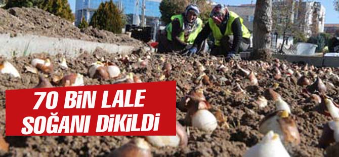 Gölbaşı'nda 70 bin lale soğanı dikildi