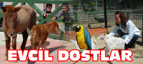 EVCİL DOSTLAR