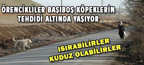 BAŞIBOŞ KÖPEK TEHDİDİ