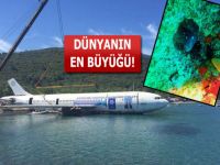 Airbus A'da canlılar yuvalamaya başladı