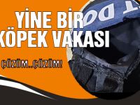 Yine köpek dehşeti