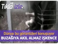 Buzağı ve ineklere yapılan işkence dünyayı ayağa kaldırdı